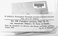 Athallia pyracea image